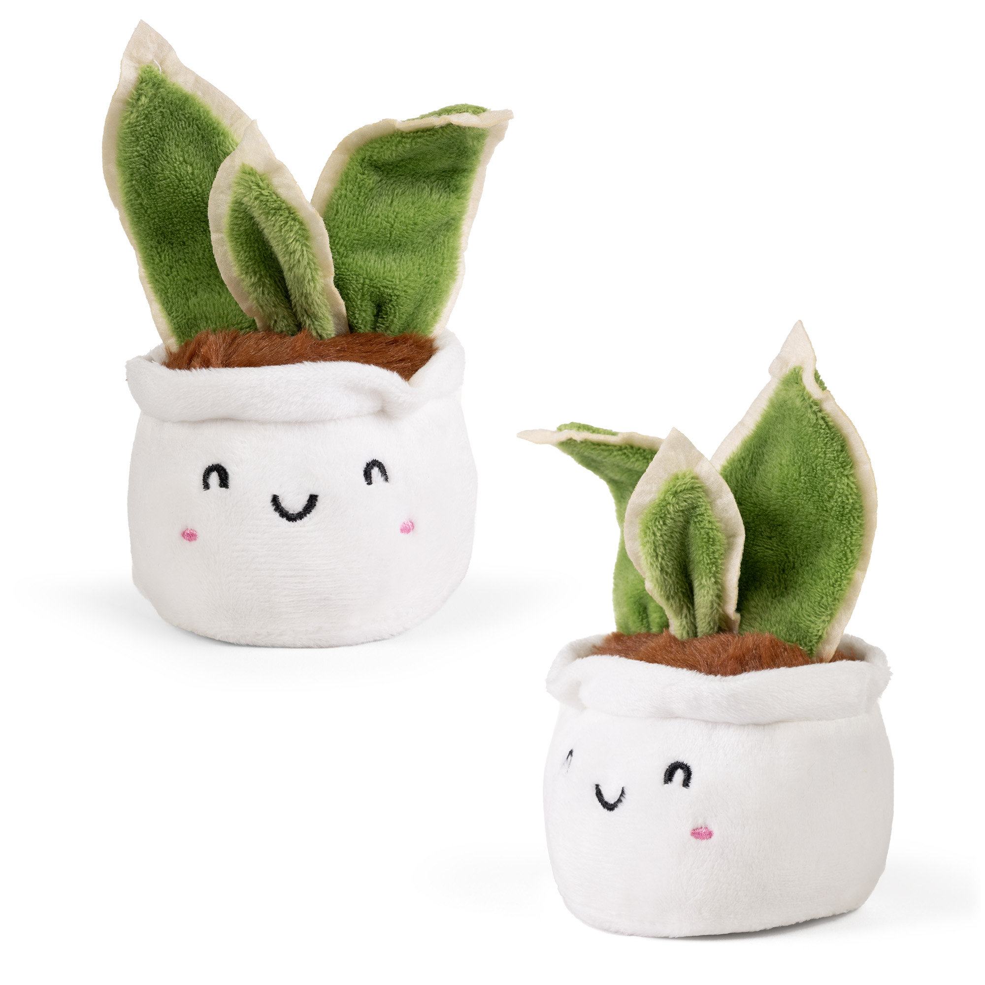 Gullig Mjukisplanta Svärmorstunga från Little Living Nature